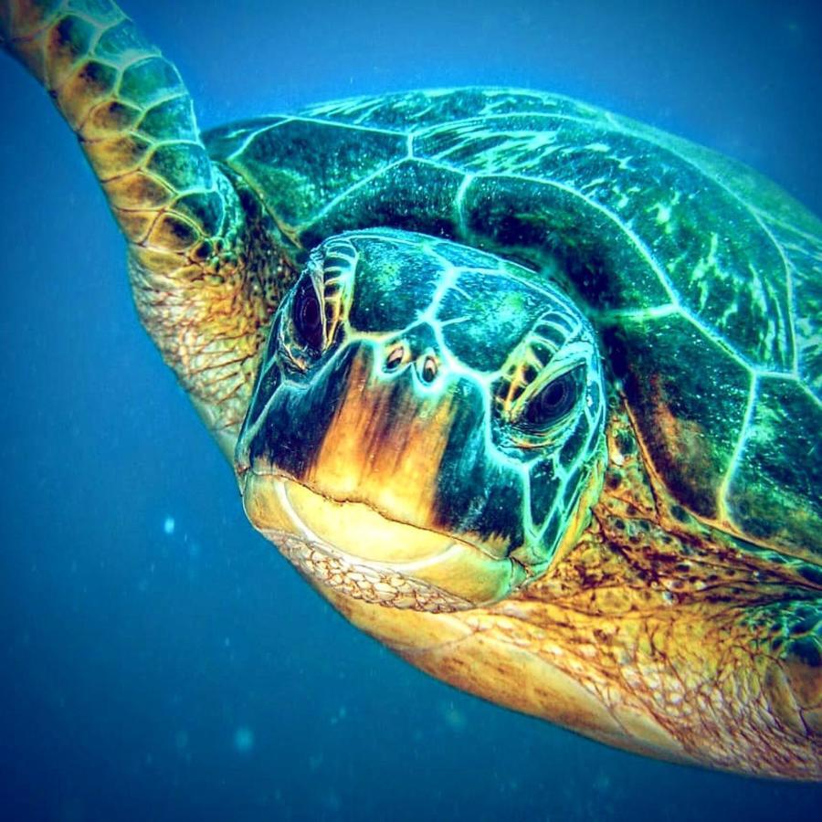 Gaja Go Dive & Inn Моалбоал Экстерьер фото